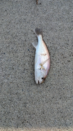 イシモチの釣果