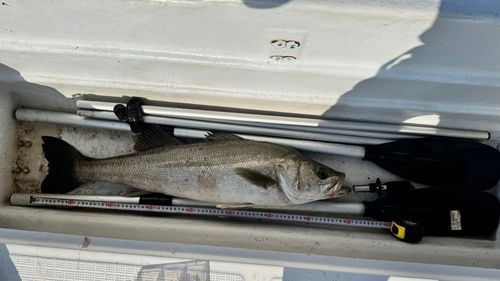 スズキの釣果