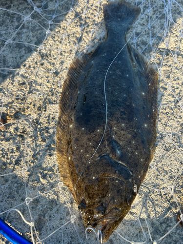 ヒラメの釣果