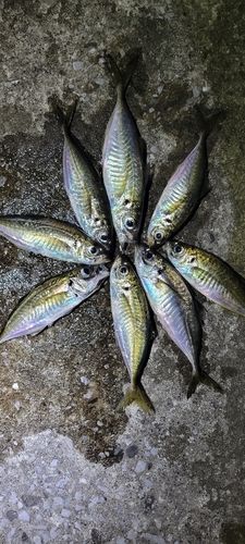 アジの釣果