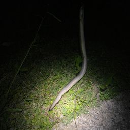 ウナギ
