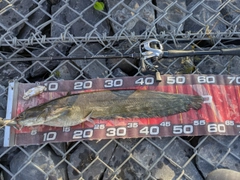 ニホンナマズの釣果