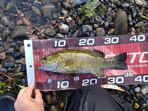スモールマウスバスの釣果