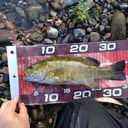 スモールマウスバス