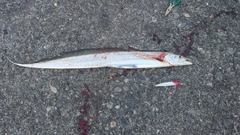 タチウオの釣果