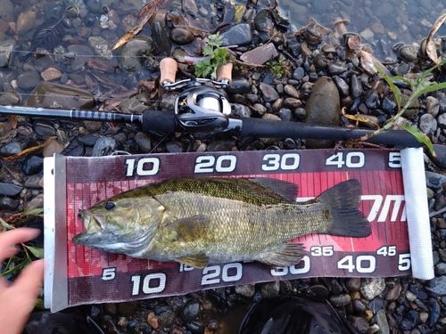 スモールマウスバスの釣果