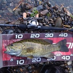 スモールマウスバス