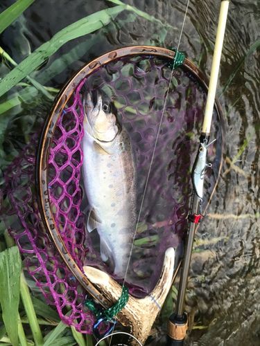 アマゴの釣果
