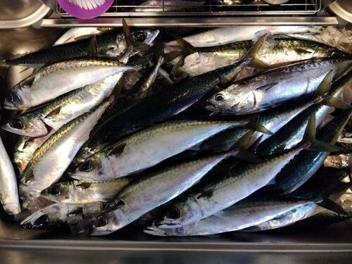 ゴマサバの釣果