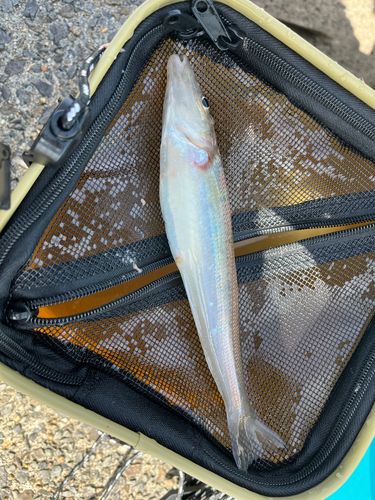 キスの釣果