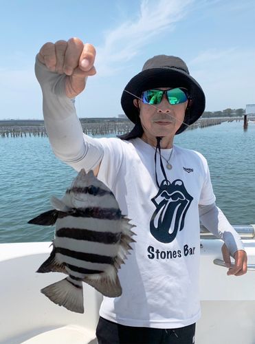 イシダイの釣果