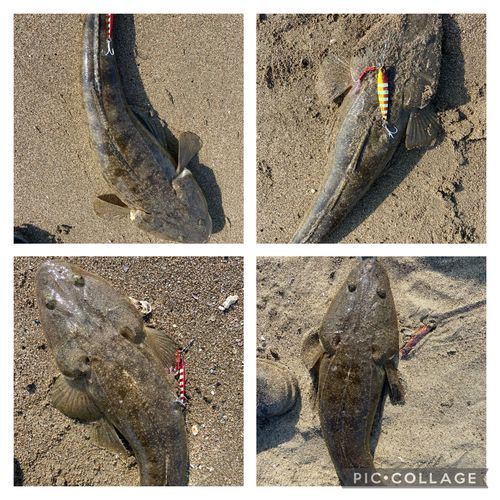 マゴチの釣果