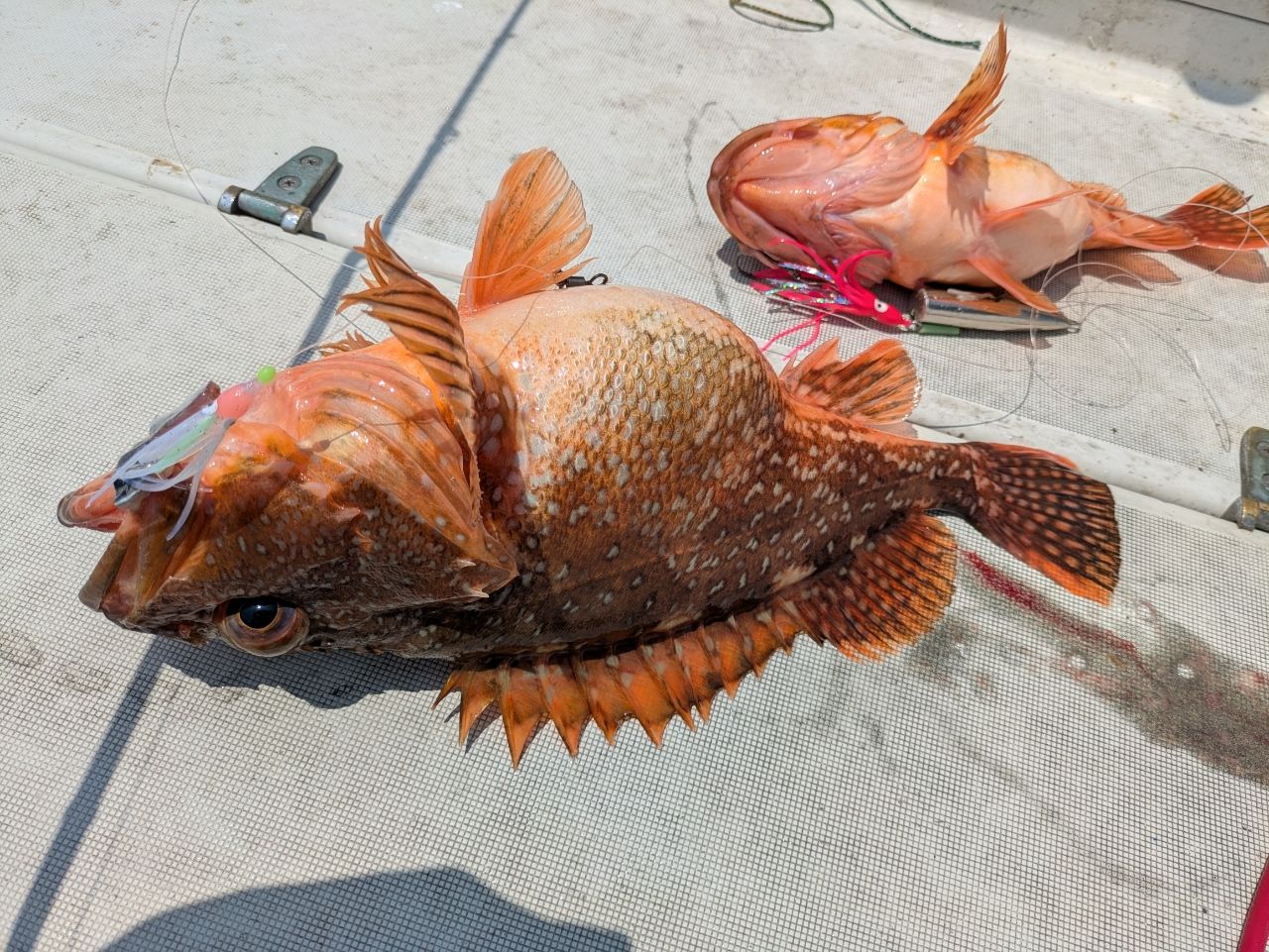 ウッカリカサゴ