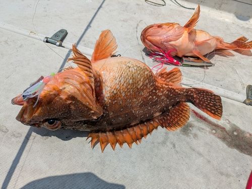 ウッカリカサゴの釣果