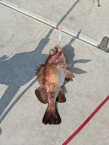 クロメバルの釣果