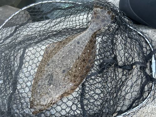 ヒラメの釣果