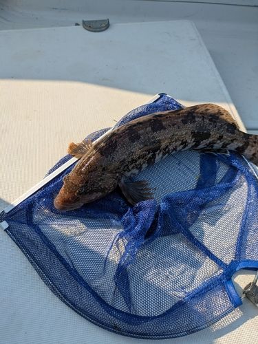 アイナメの釣果