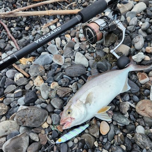 ショゴの釣果