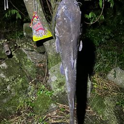 アメリカナマズ