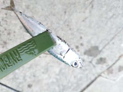 サバの釣果