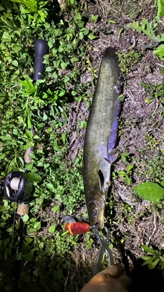 マナマズの釣果