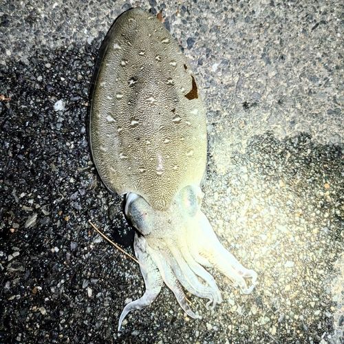 モンゴウイカの釣果