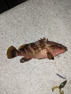 アコウの釣果