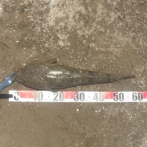 マゴチの釣果