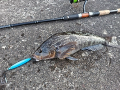 アイナメの釣果