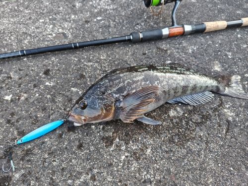 アイナメの釣果