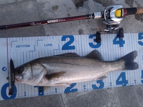 シーバスの釣果