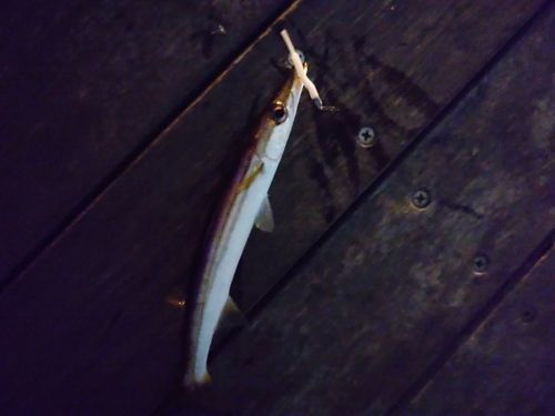カマスの釣果