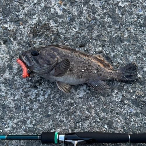 マゾイの釣果