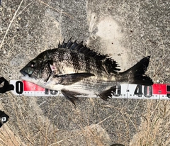 チヌの釣果