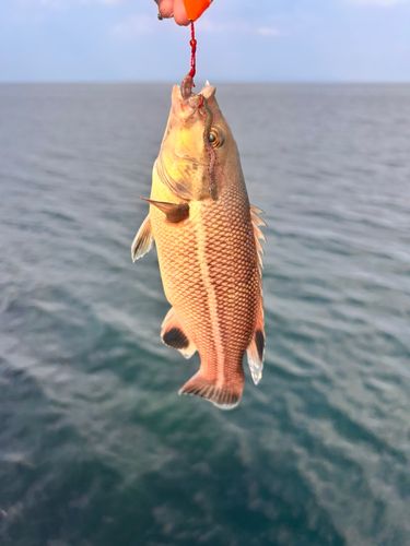 ベラの釣果