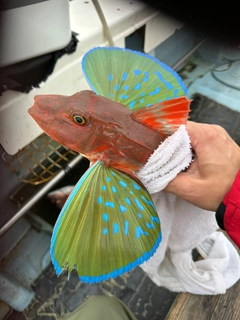 タイの釣果