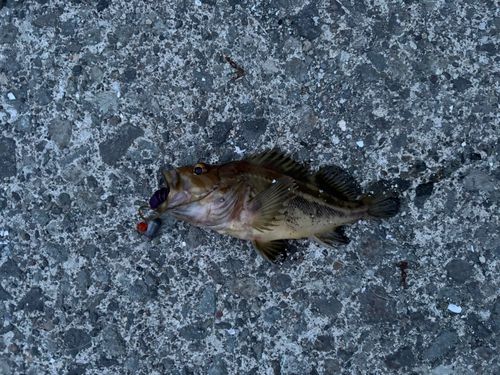 シマソイの釣果