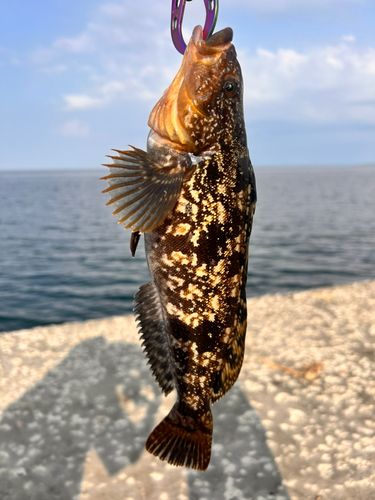 アイナメの釣果
