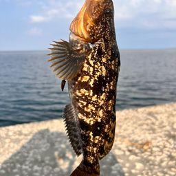 アイナメ