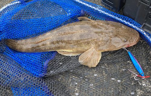 マゴチの釣果
