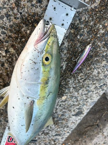 ワラサの釣果