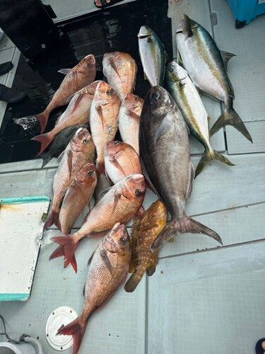 ヒラマサの釣果