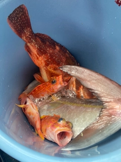 カンパチの釣果