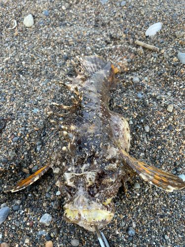 オニオコゼの釣果