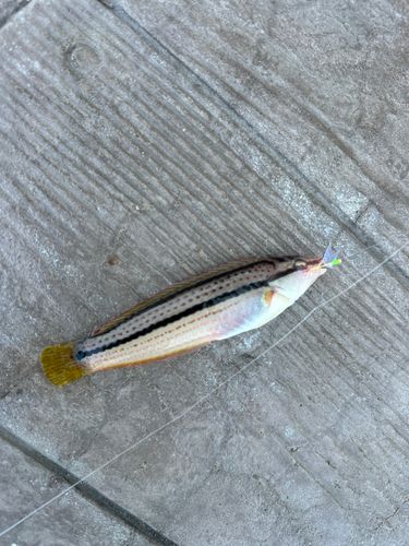 ベラの釣果
