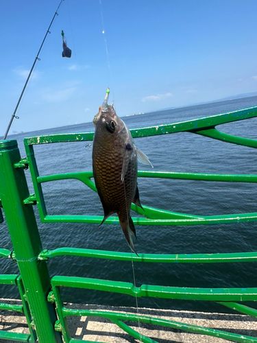 スズメダイの釣果