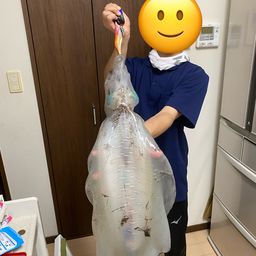 アオリイカ