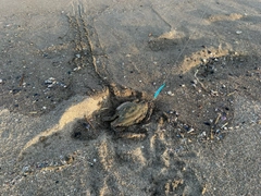 カニの釣果