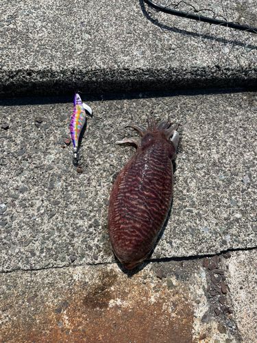 コウイカの釣果