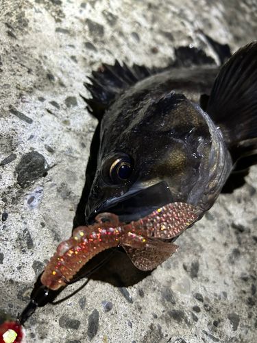 クロソイの釣果